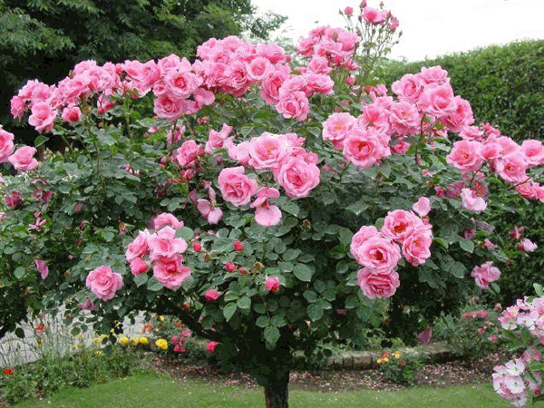 arvore de flores rosas