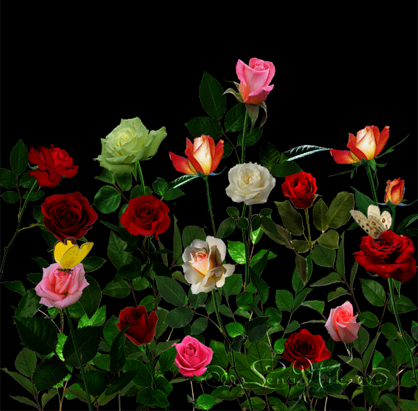 flores coloridas rosas