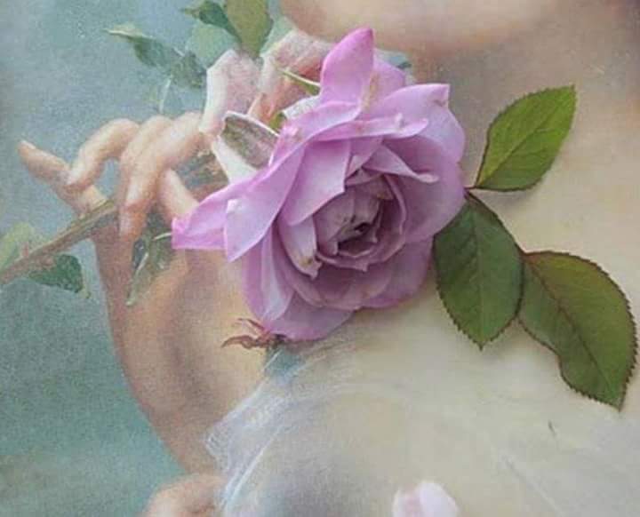 rosa lilás