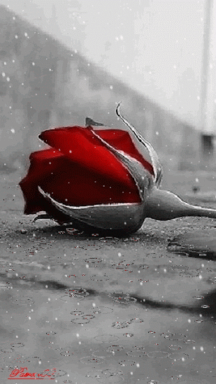 rosa vermelha na chuva