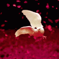 pomba branca - gif animado