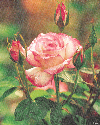 rosa na chuva