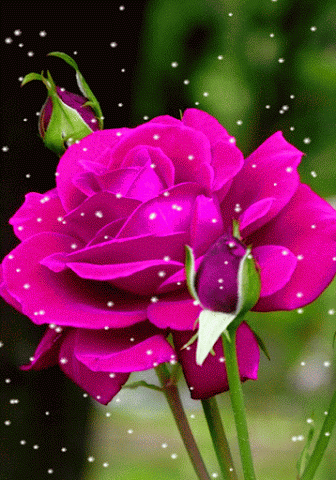rosa cor de rosa na neve