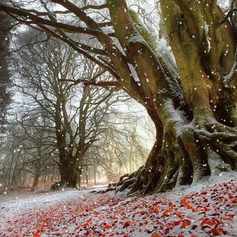 neve e árvore