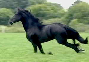 cavalo preto