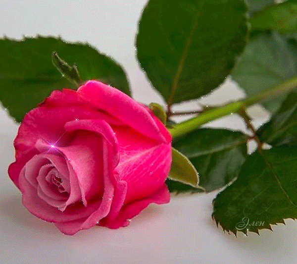 Linda rosa rosa