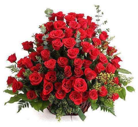rosas vermelhas lindas - Verdade Luz